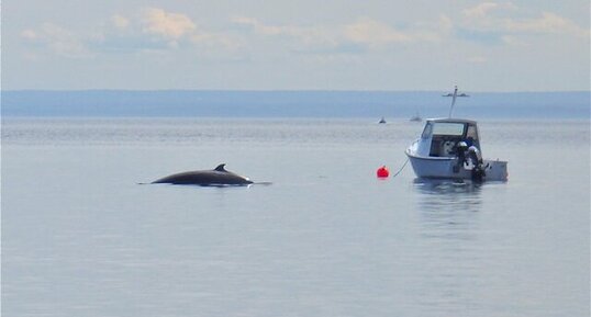 La Baleine de Minke