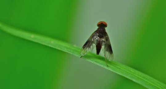 Chrysopilus quadratus