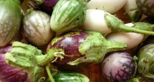 Aubergines diverses et variées