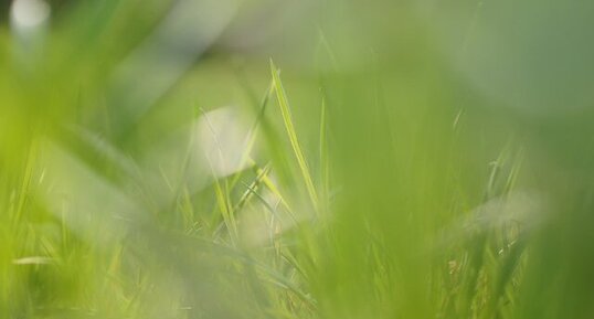 Une pature vue par un insecte au ras du sol