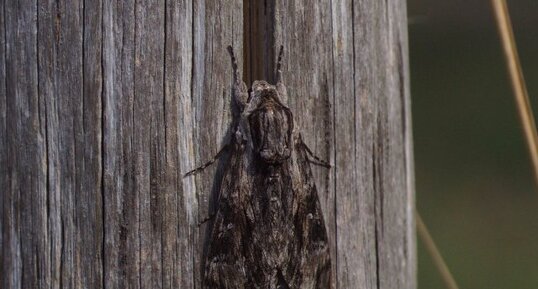 Sphinx du Liseron