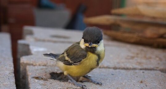 Bébé mésange charbonnière