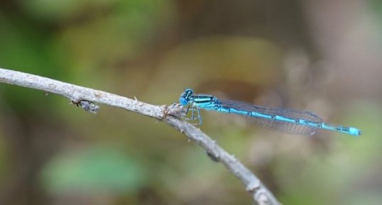 Agrion à longs cercoïdes