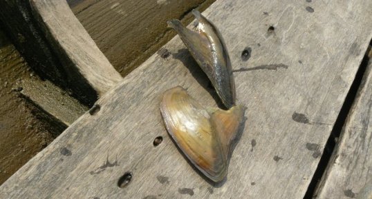 Moules d'eau douce, Thailande