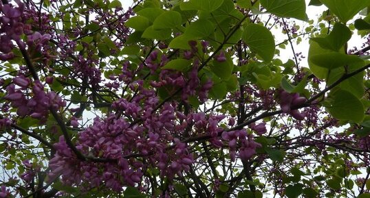 Lilas mauve - Syringa vulgaris