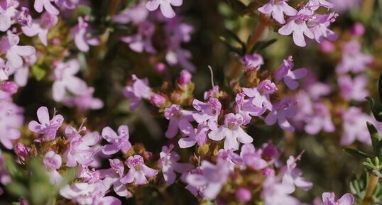 Fleurs de thym vulgaire