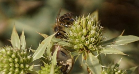 Apis mellifera