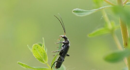 Cantharis pagana - sous réserve