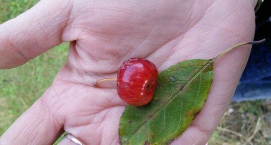 Fruit inconnu