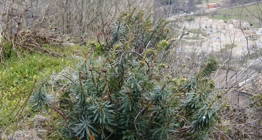 Euphorbe characias