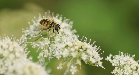 Myathropa florea