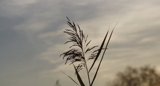 Phragmite