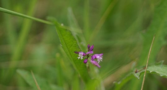 Polygala sp.