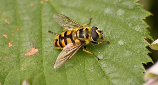 Myathropa florea