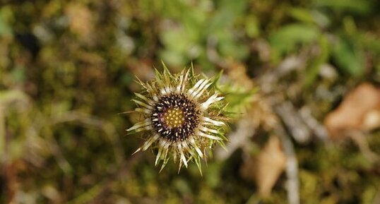 Fleur de carline commune