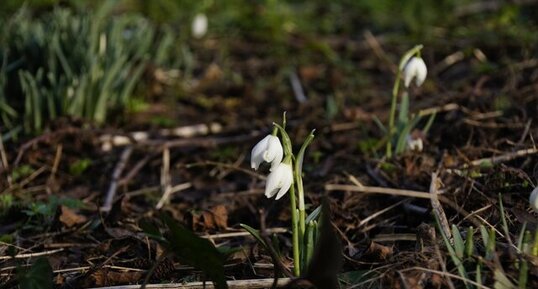 Perce neige