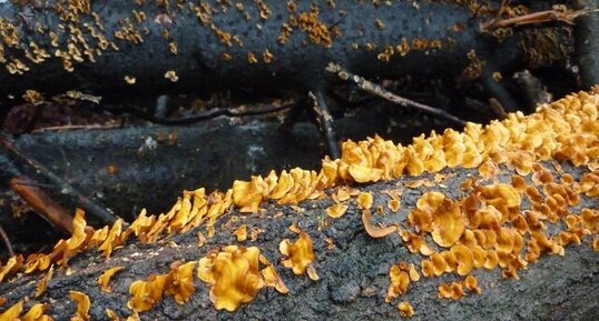 Incendie dans les monts d'Arrée. (série8)