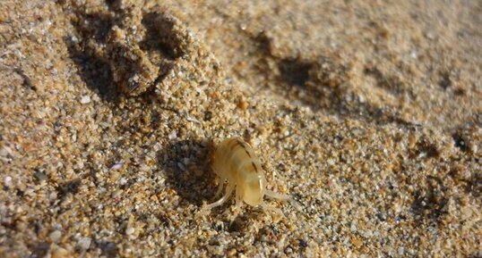 Puce de mer (Talitrus saltator)