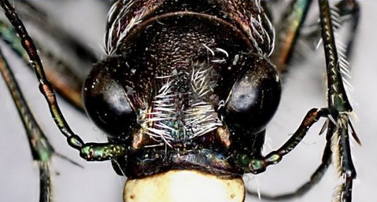 Cicindela formosa generosa-tête