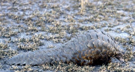 Pangolin de Temminck