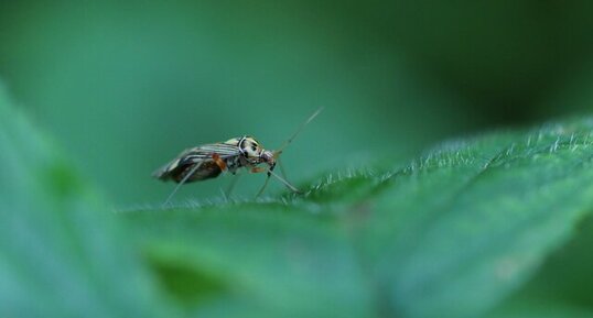 Rhabdomiris striatellus