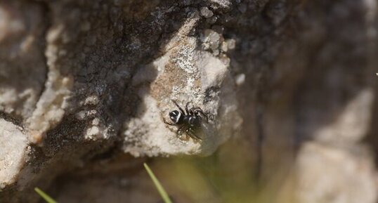 Heliophanus apiatus ou Heliophanus melinus ?