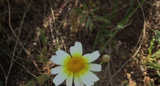 Chrysanthème couronné