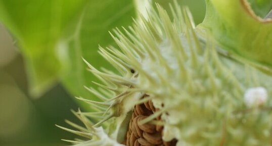 Graines de datura