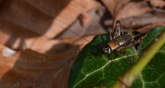 Grillon - Nemobius sylvestris