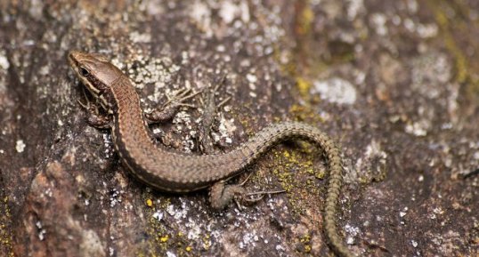 Petit lézard des murailles