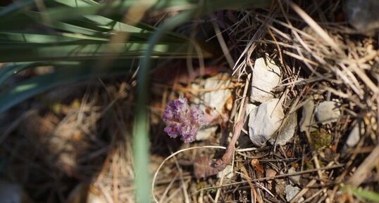 Orobanche sp.