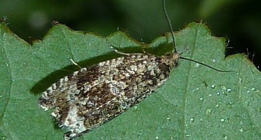 Teigne brune des céréales Hofmannophila pseudospretella.?