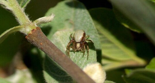 Arachnide sp.