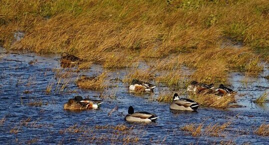 Canard souchet