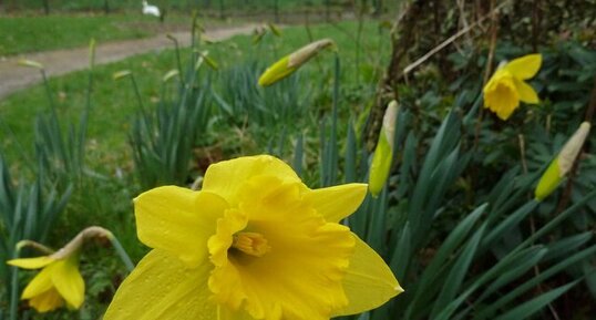 Narcisse jaune (Narcissus pseudonarcissus)