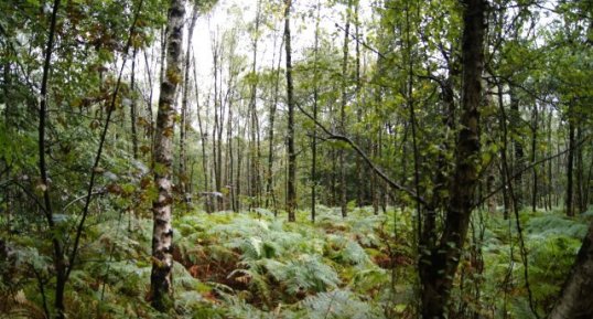 Bois Départemental de Roquelaure