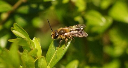 Andrena Praecox mâle - sous réserve