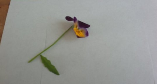 Pensée sauvage,viola tricolor