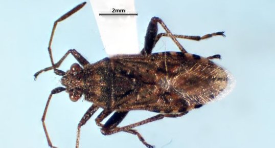 Stictopleurus punctiventris