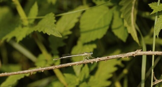 Agrion blanchâtre