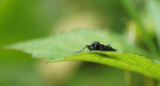 Mouche de St Marc