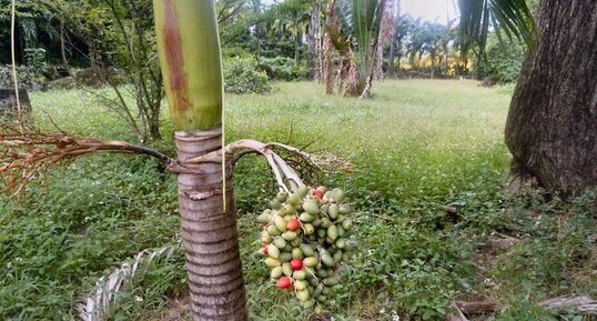 Fruits du palmier. Drupes.