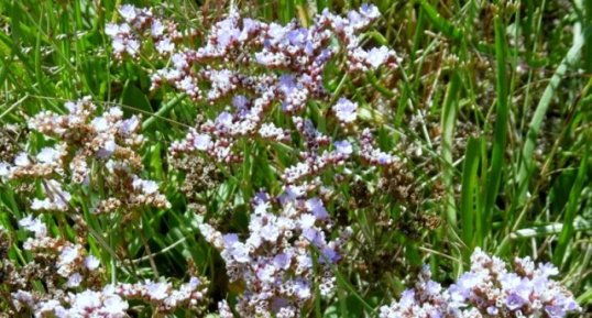 Statice (limonium commun, lavande de mer)