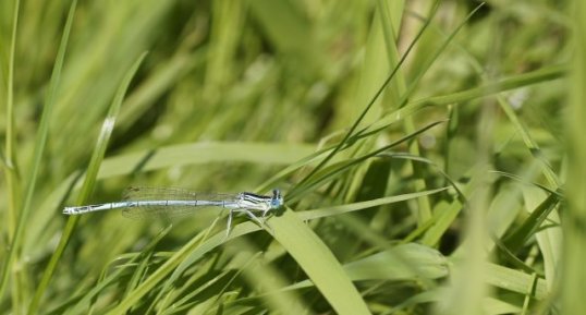 Pennipatte bleuâtre - Agrion à larges pattes