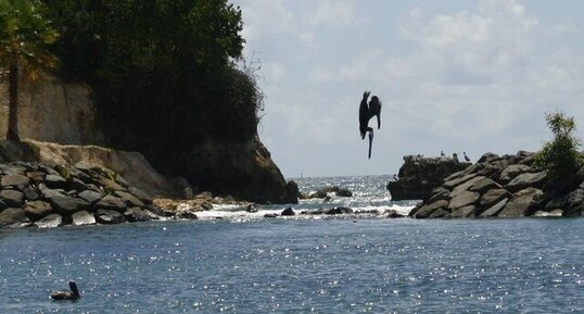 Plongeon en piqué du pélican