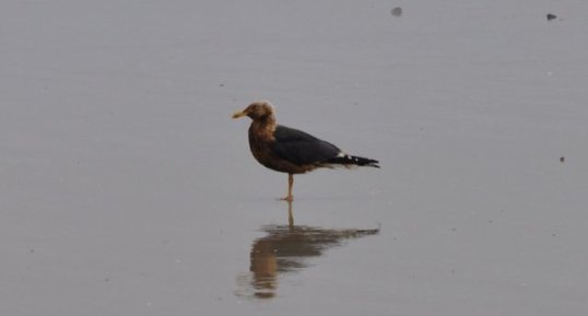 Goéland brun (larus fuscus) sous réserve