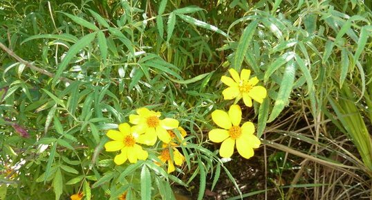 Tagetes lemmonii