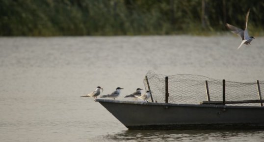 Des nouvelles des sternes pierregarin