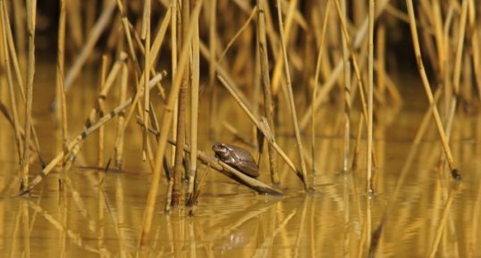 Rainette marron