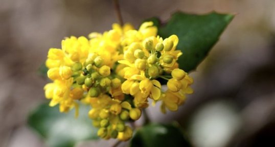 Fleurs de mahonia